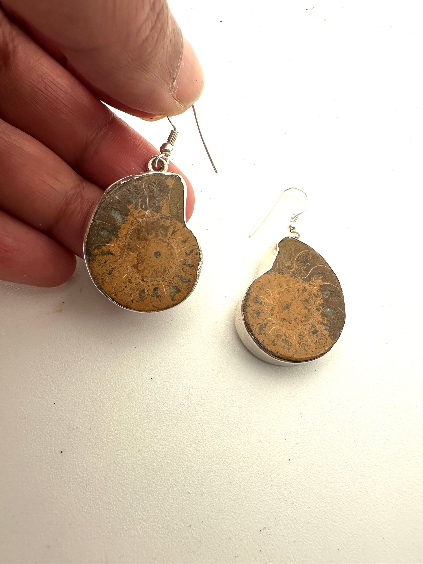 Ammonite Fossil