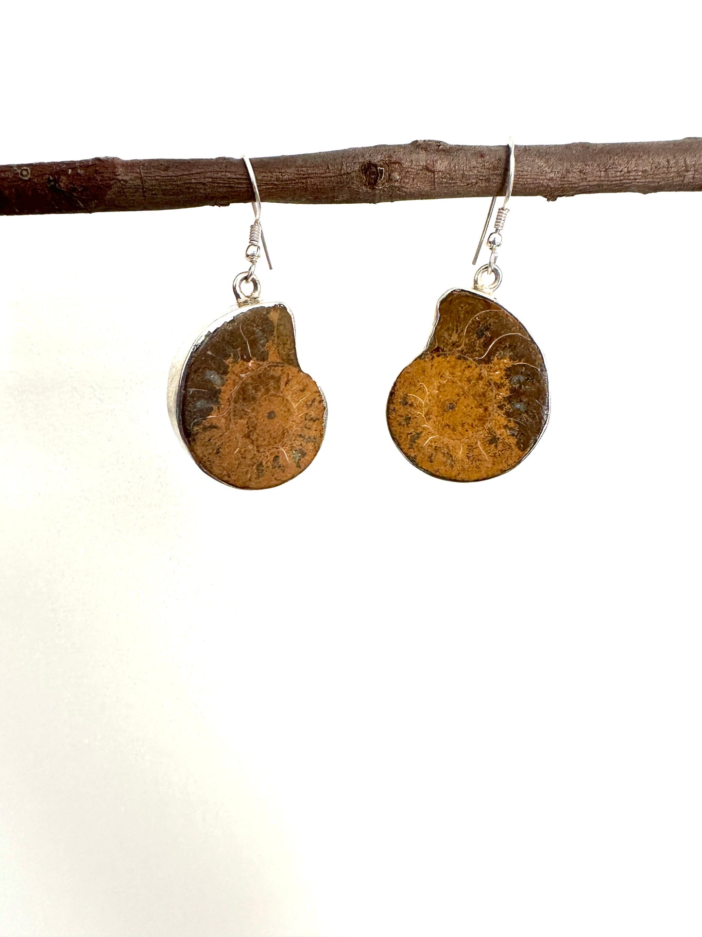 Ammonite Fossil