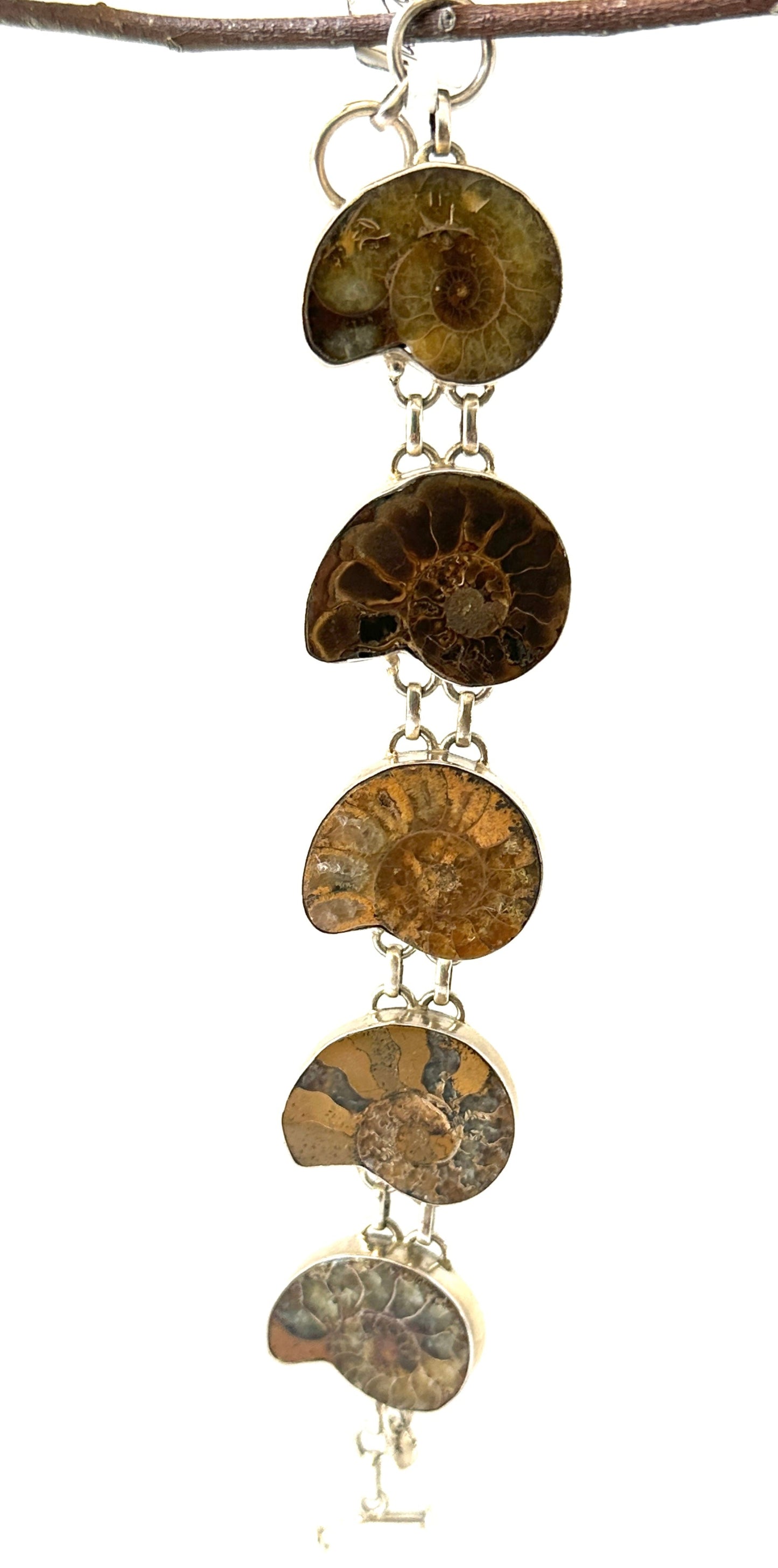 Ammomite Fossil
