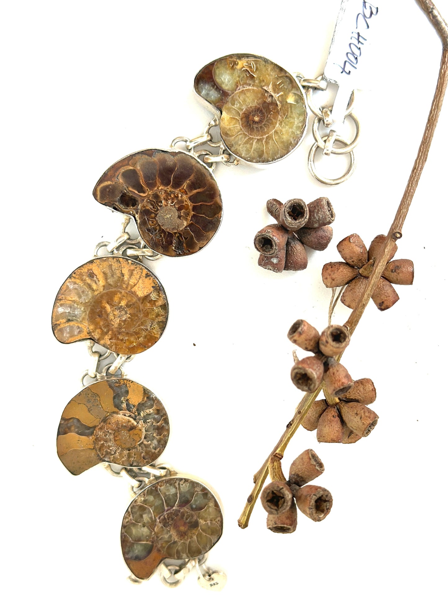 Ammomite Fossil