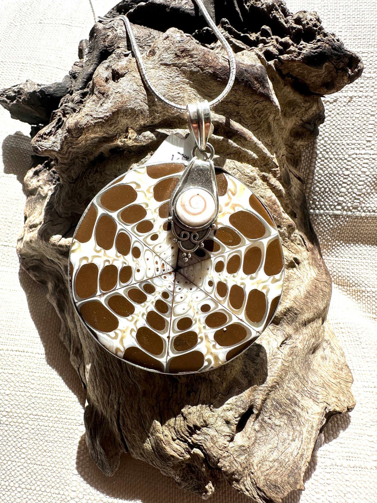 Brown Shell