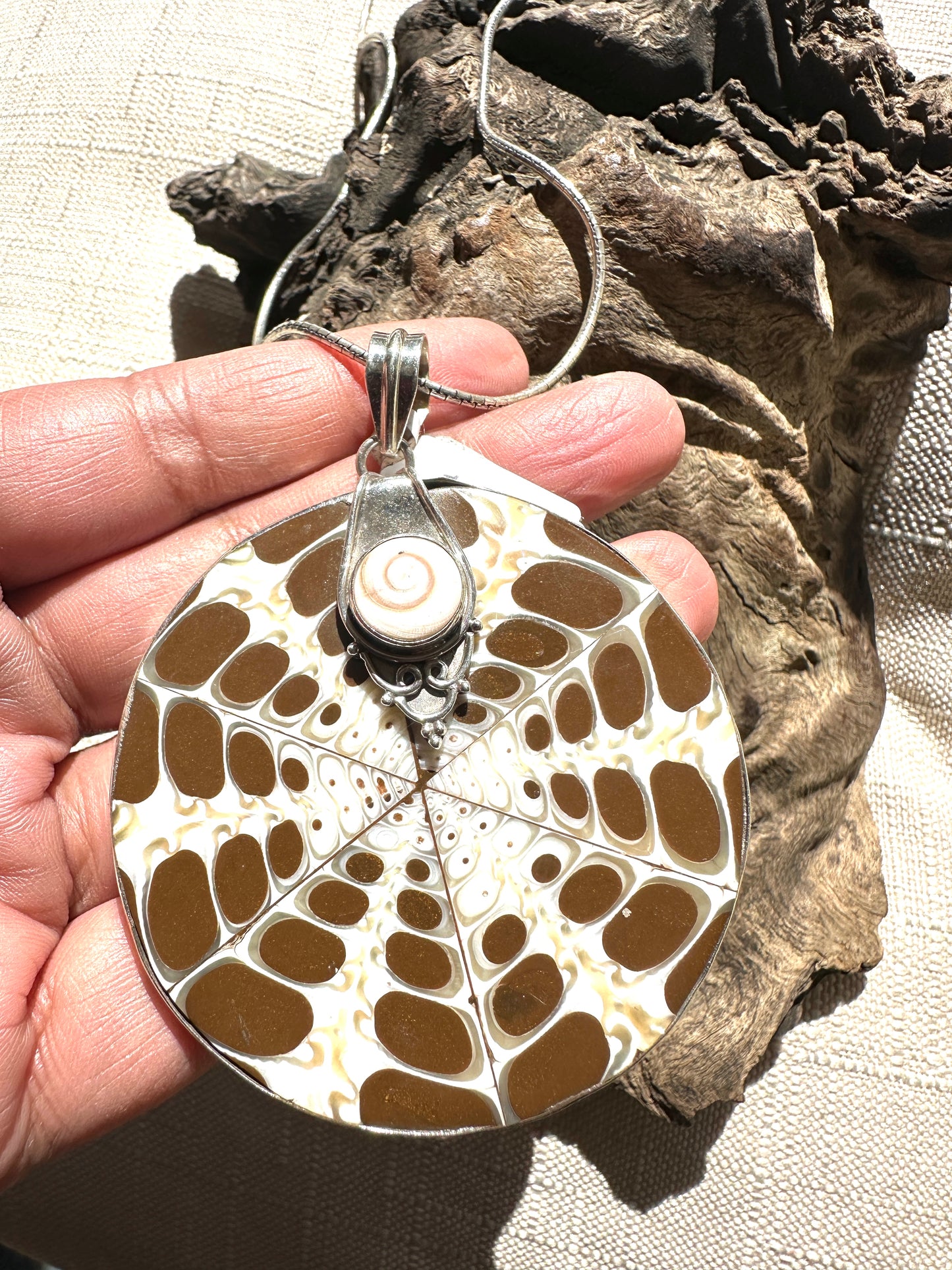 Brown Shell