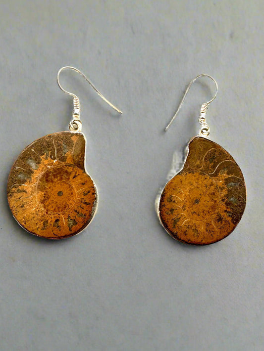 Ammonite Fossil