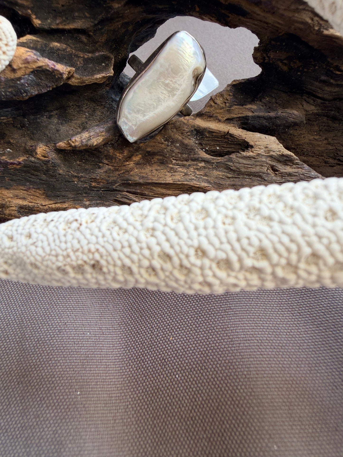 Biwa Shell