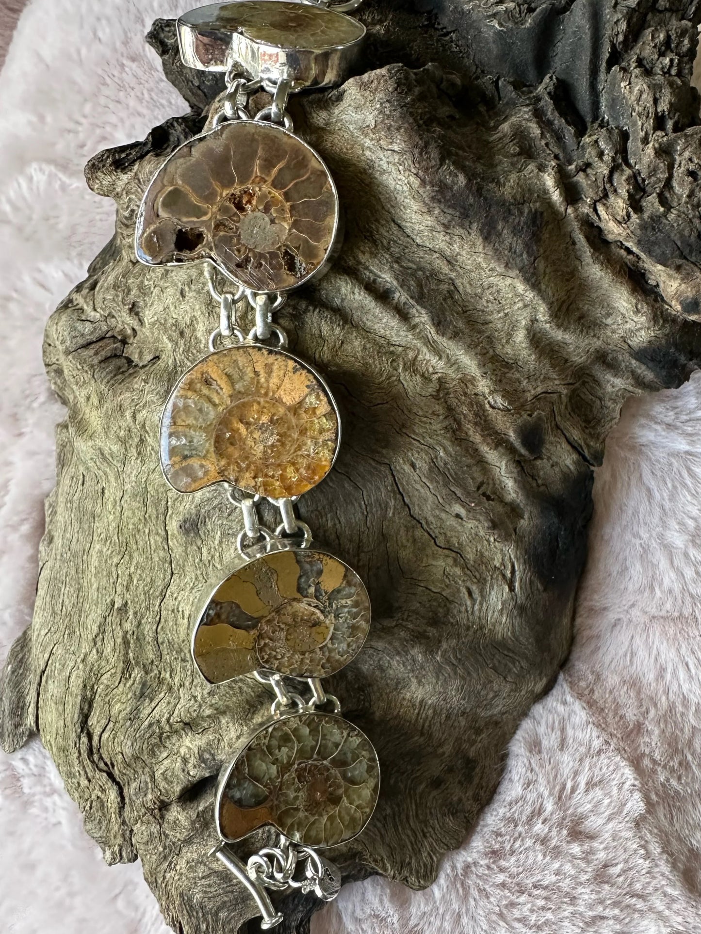 Ammomite Fossil